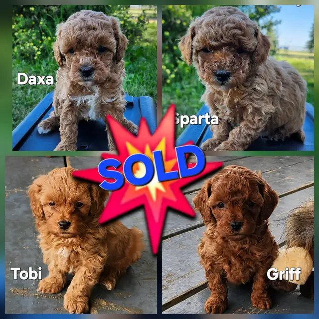 Shihtzu/Poodle Puppies in Dogs & Puppies for Rehoming in Edmonton - Image 9