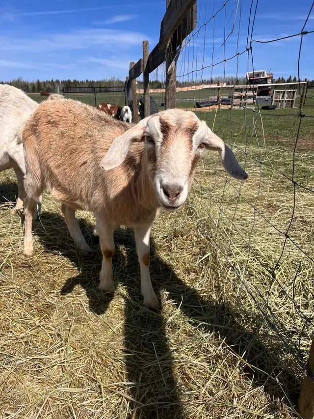 Nanny Goat For Sale in Livestock in Vanderhoof - Image 4