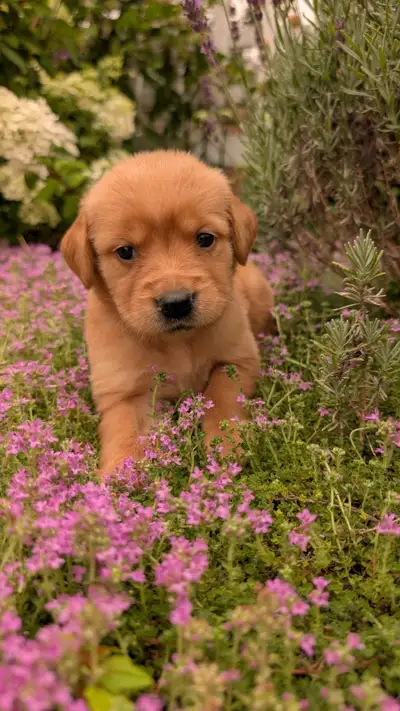 Golden Retrievers ready for Home Soon!, View more