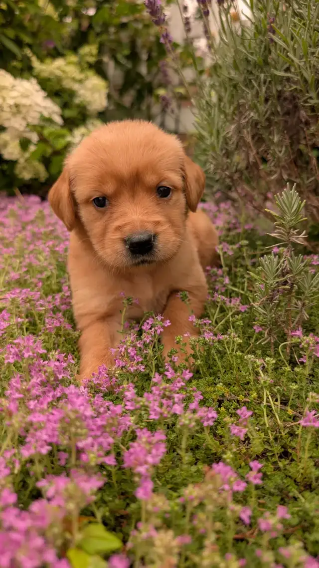 Golden Retrievers Ready for Home! in Dogs & Puppies for Rehoming in Oakville / Halton Region - Image 8