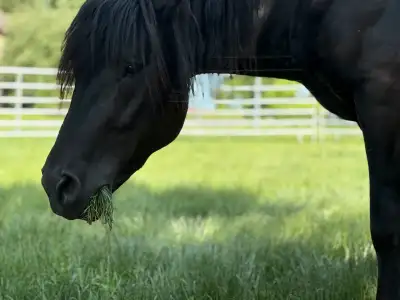 Étalon Canadien enregistré, 4 ans, View more