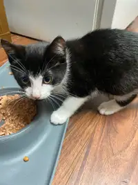Kitten for sale!