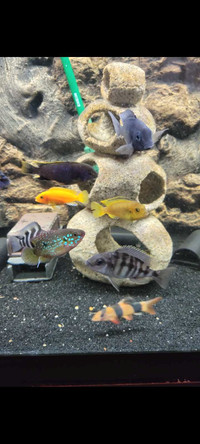 African cichlids 