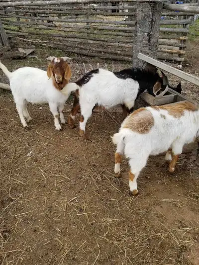Mix Boer & Sannan and Boer & Alpine. These boys would be great breeders for your own stock of Dairy...