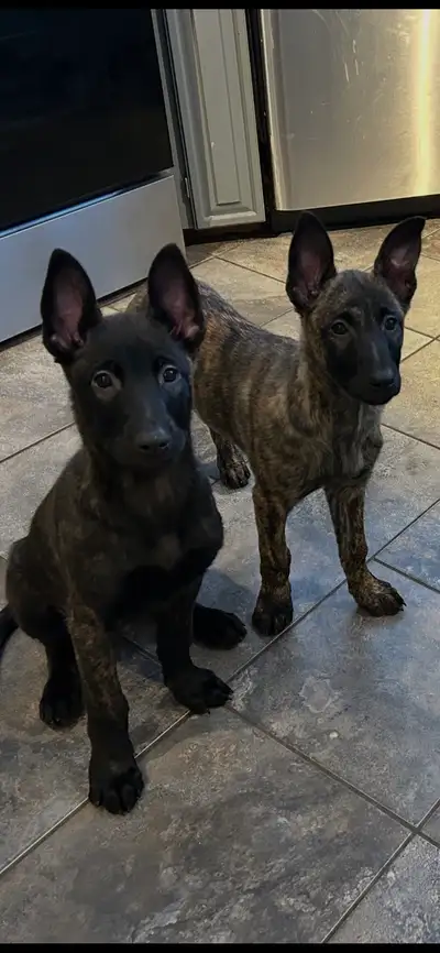 Purebred Dutch Shepherd purebred pups, View more