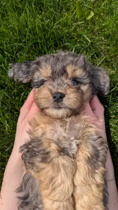 Cavapoo Wait-list!!, View more