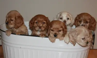Cocker Spaniel puppies, View more