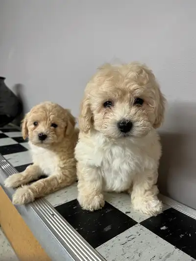 Bichon Poodle Puppies, View more