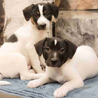 Purebred Jack Russell puppies 