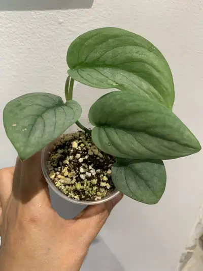 Scindapsus Green Vein and Platinum Tricolor, View more