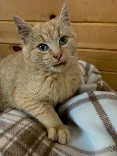 kittens for sale, View more