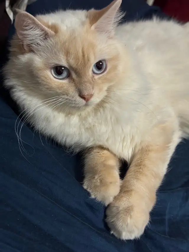 Chatte Ragdoll à adopter