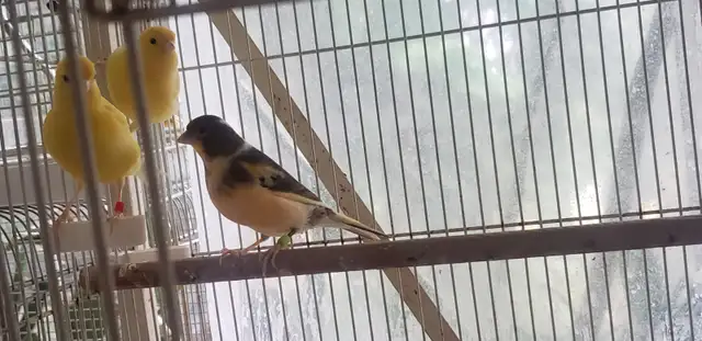 Male Canaries. Great singers. Less than 1 yr old. Come &  look. in Birds for Rehoming in Tricities/Pitt/Maple - Image 5