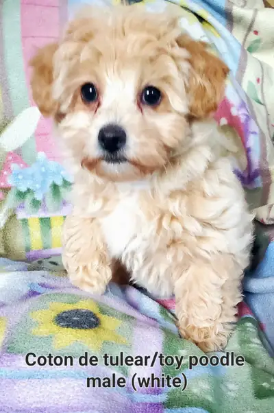 Coton de tulear / Toy poodle pups, View more