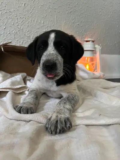 Puppies looking for new home and to be loved, View more