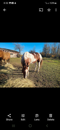 Companion mare for sale 