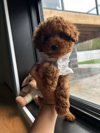 Red toy and miniature poodle puppies