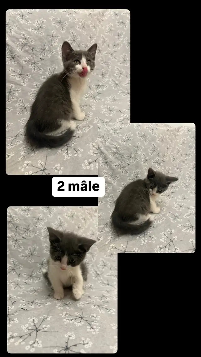 Petits chatons, bien lire description! in Cats & Kittens for Rehoming in Longueuil / South Shore - Image 3