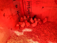 12 Chicks