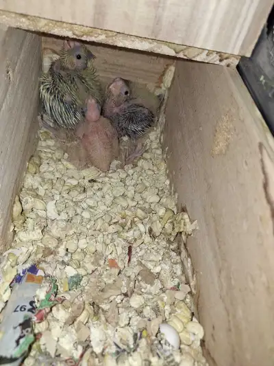 cockatiel babies for hand feeding birds parrot parakeets pet, View more