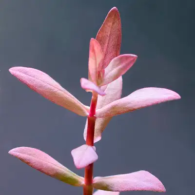 LIVE AQUARIUM PLANT : NESAEA TRIFLORA, View more