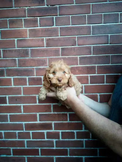 puppies cockapoo, View more