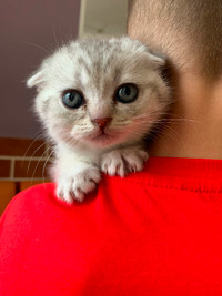 British Lope-eared kittens