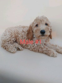 F1B Cockapoo puppies