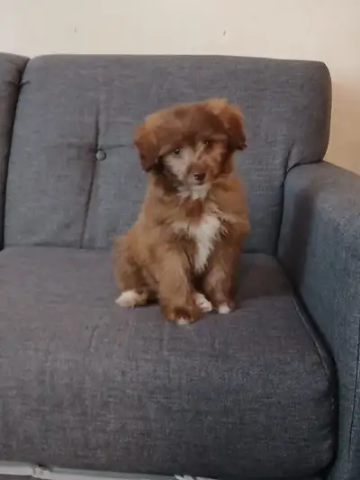 Rehoming  Puppy , urgent sale, View more