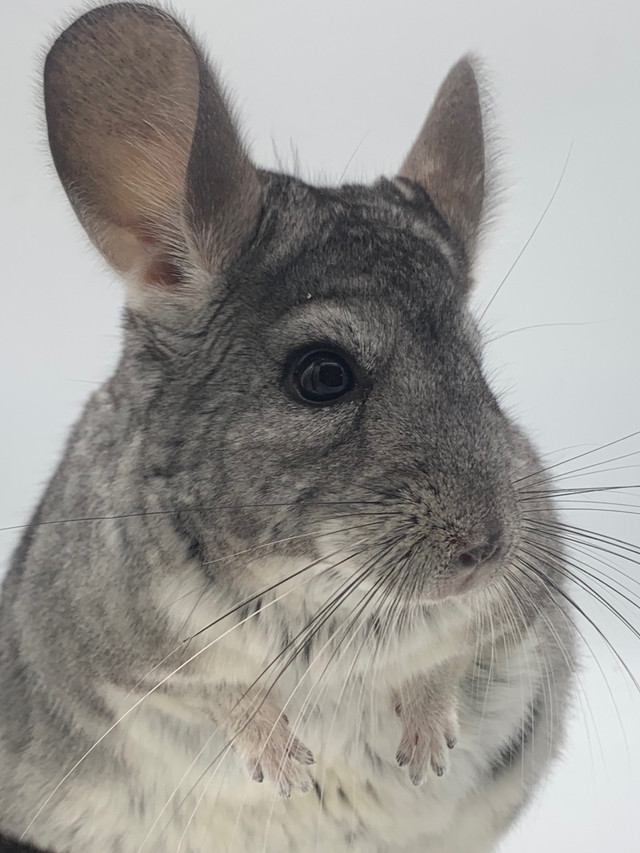 Grey Chinchilla Young Male in Small Animals for Rehoming in Belleville - Image 3