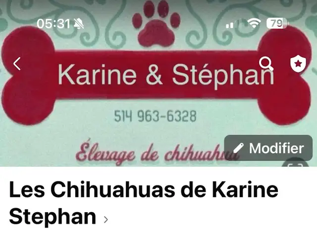 chihuahua in Dogs & Puppies for Rehoming in Laval / North Shore - Image 2