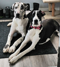 Great dane puppies coming in may 