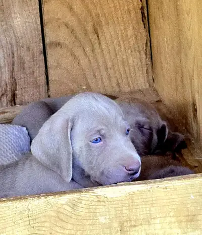 Amazing Wiemaraner pups for sale , ready as of July 23 , 2025, View more