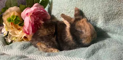 Nice marked Holland Lop bunnies, View more