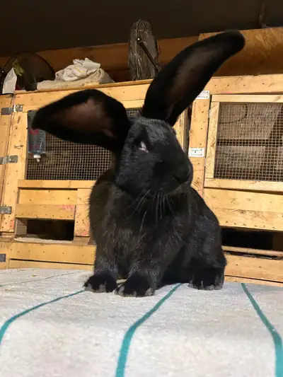 purebred continental giant rabbit, View more