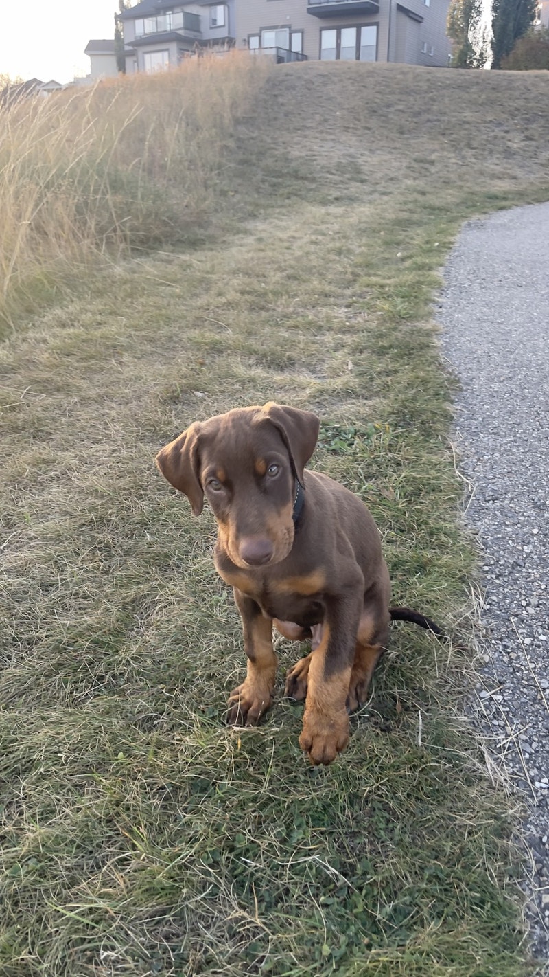 Doberman puppy for sale 1050 Dogs & Puppies for Rehoming Calgary