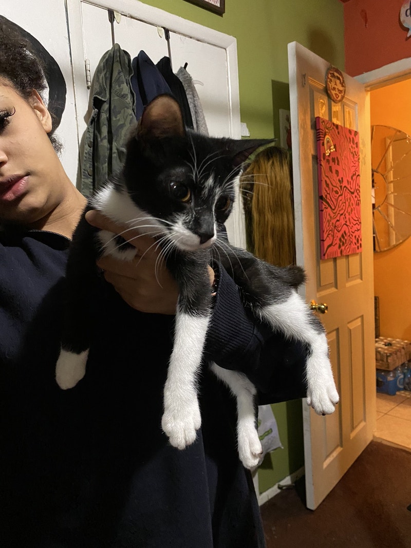 5 month, old, female kitten Cats & Kittens for Rehoming London Kijiji