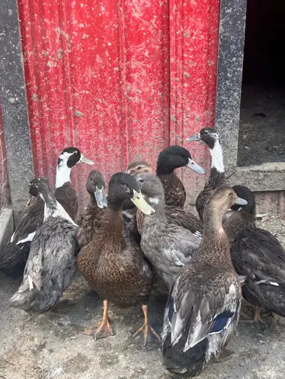 runner/ khaki Campbell cross ducks for sale, View more
