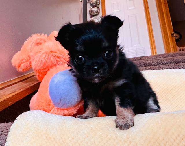 Beautiful Chihuahua Puppies in Dogs & Puppies for Rehoming in Calgary - Image 4