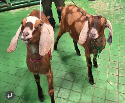 moonspotted registered nubian doe goats, View more