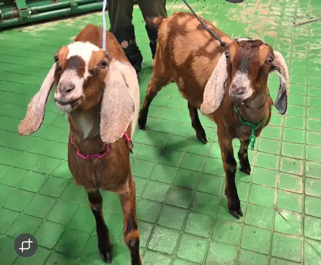 moonspotted registered nubian doe goats in Livestock in Calgary - Image 2