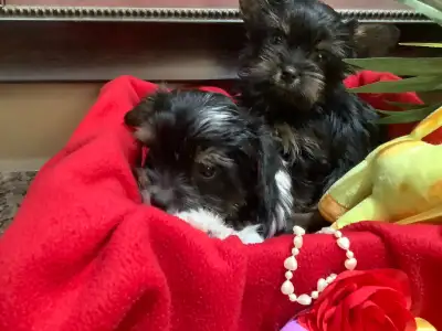 READY NOW YORKSHIRE  BIEWER YORKIE & YORKSHIRE BLACK AND TAN, View more