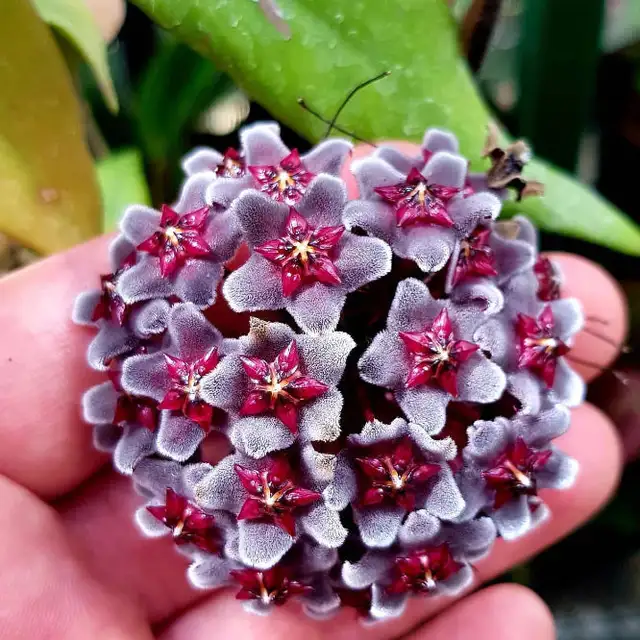 Hoya royal hawaian in Plants, Fertilizer & Soil in Longueuil / South Shore - Image 2
