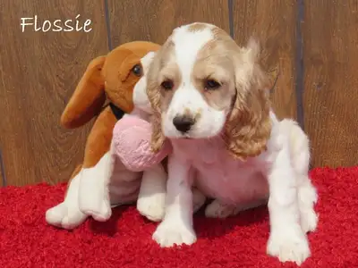 Cocker spaniels puppies, View more