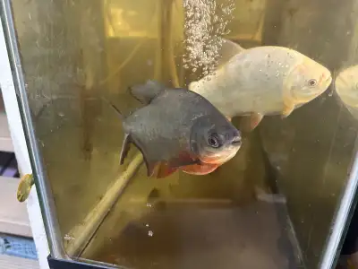 pacu fish, View more