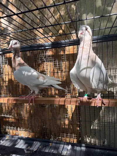 Syrian pigeons, View more