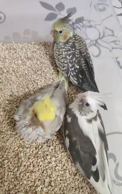 Beautiful Baby Cockatiels for sale handfeeding, View more