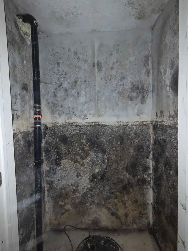 VISIBLE MOLD? DON'T WAIT – IT'S GROWING RIGHT NOW!