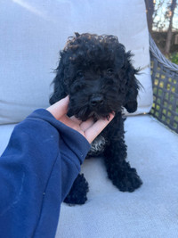 1 Black/White Male Cockapoo available now. 