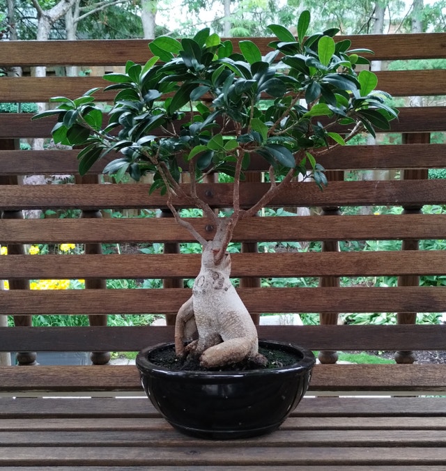 Showpiece Mature Fig (Ficus) Bonsai Tree for Good Luck Plants